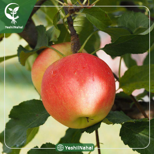 نهال سیب دو رنگ فرانسوی