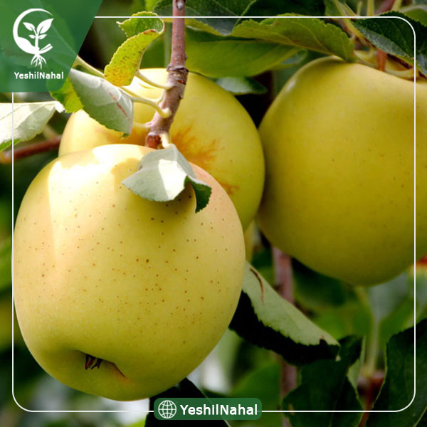 نهال سیب زرد لبنان