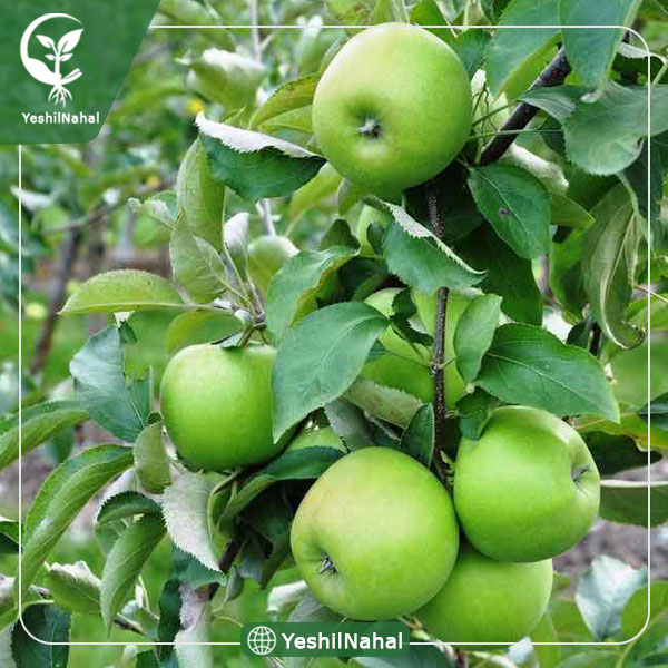 نهال سیب سبز گرانی اسمیت