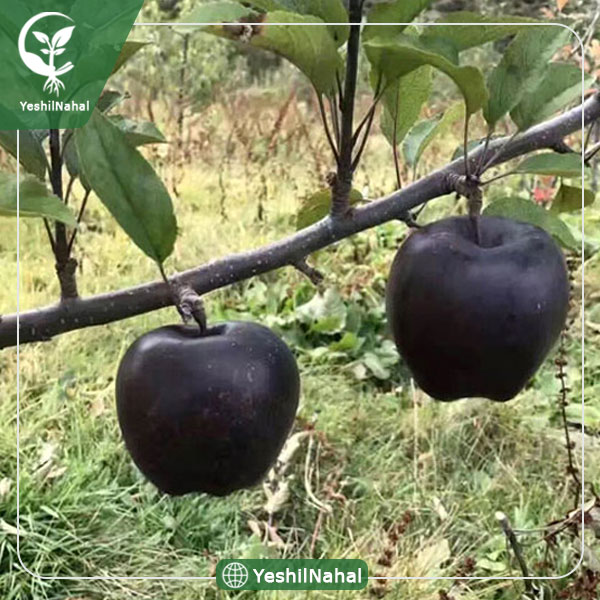 نهال سیب سیاه جرومین