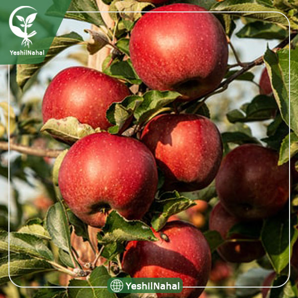 نهال سیب عروس