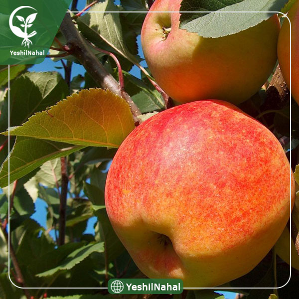 نهال سیب زرد و قرمز فرانسه