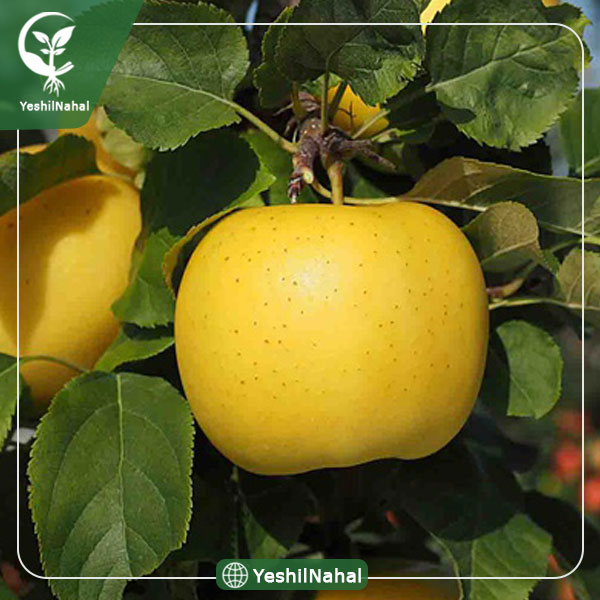 نهال سیب پایه کوتاه مالینگ ام 7