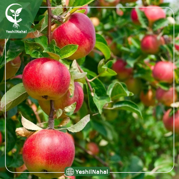 نهال سیب گلاب کهنز