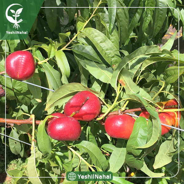 نهال شلیل انجیری