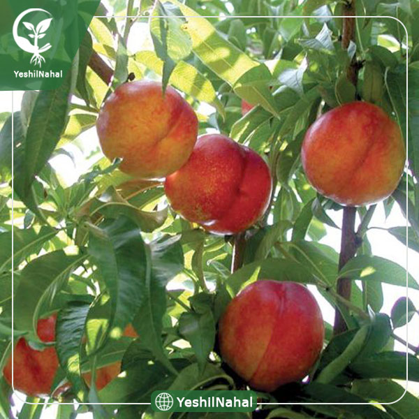 نهال شلیل ردگلد