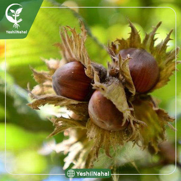 نهال فندق باتلر