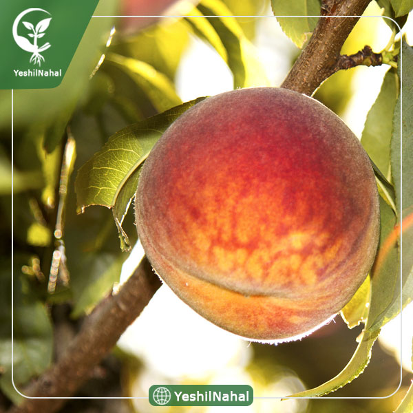 نهال هلو آلبرتا