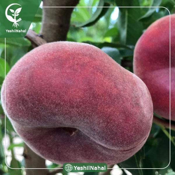 نهال هلو انجیر عسلی خونی