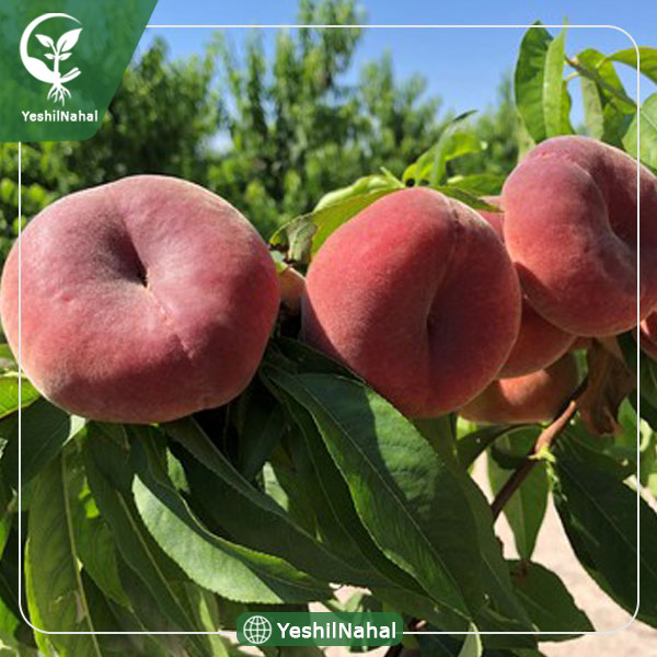 نهال هلو انجیری خونی