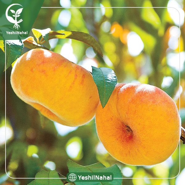 نهال هلو انجیری زعفرانی