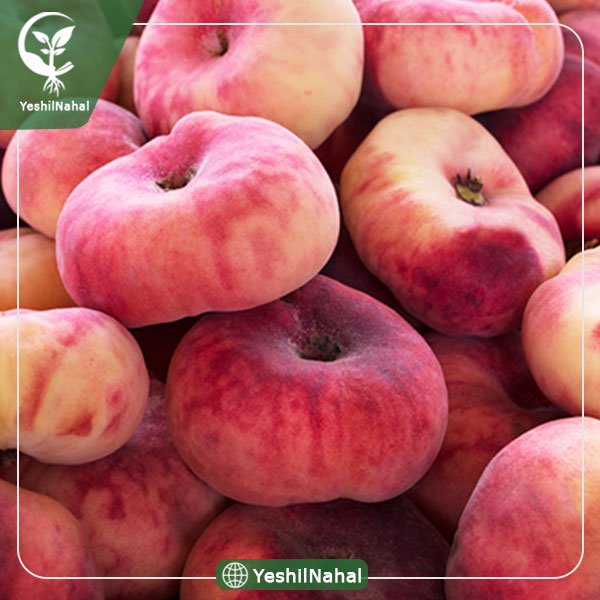 نهال هلو انجیری پلنگی