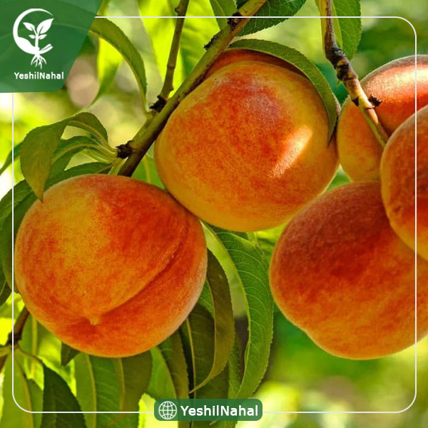 نهال هلو زعفرانی