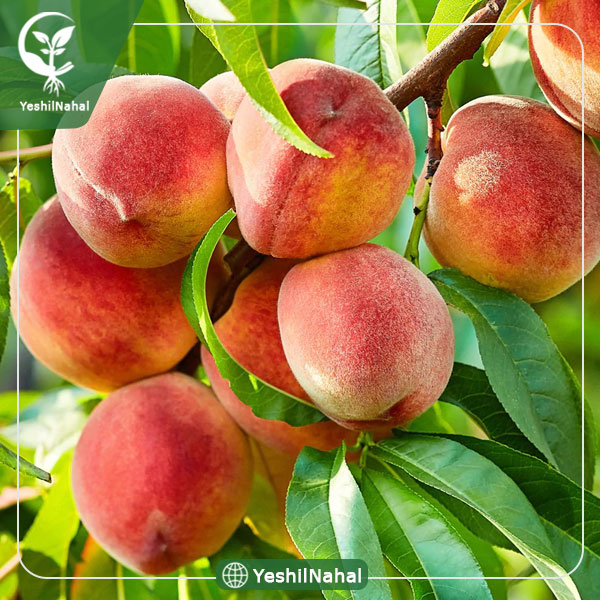 نهال هلو جوادی