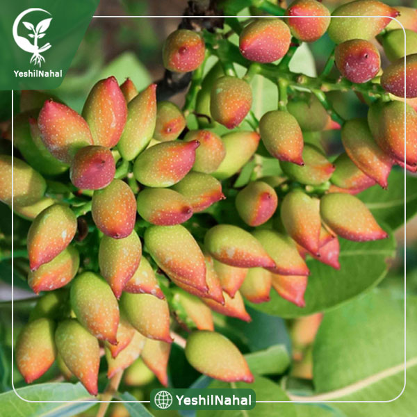 نهال پسته احمد آقایی