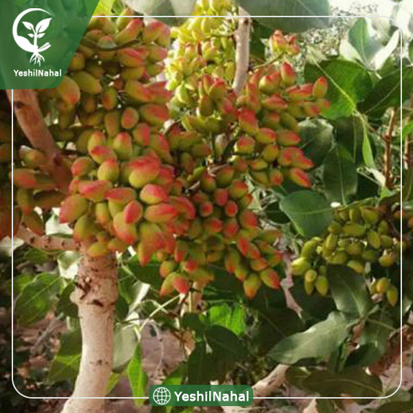 نهال پسته اکبری