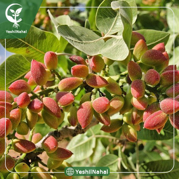 نهال پسته هیبریدی