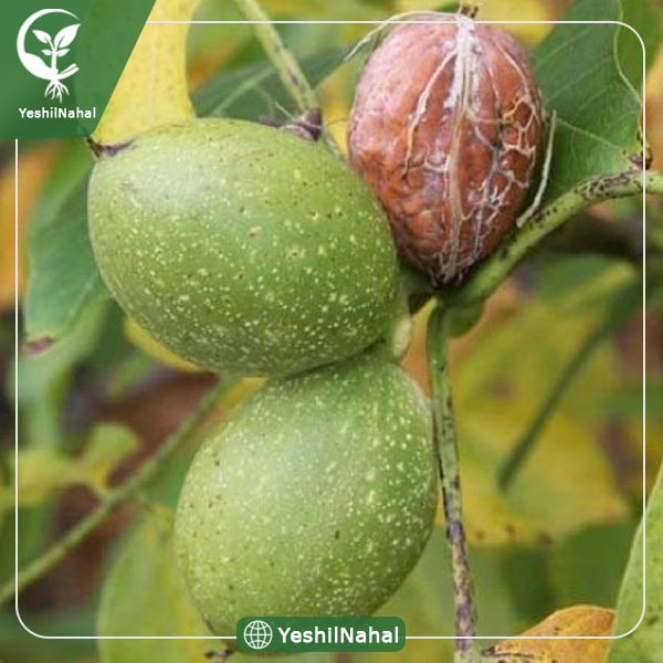 نهال گردوی تو سرخ