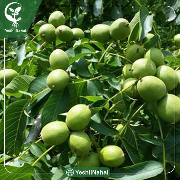 نهال گردوی تویسرکان