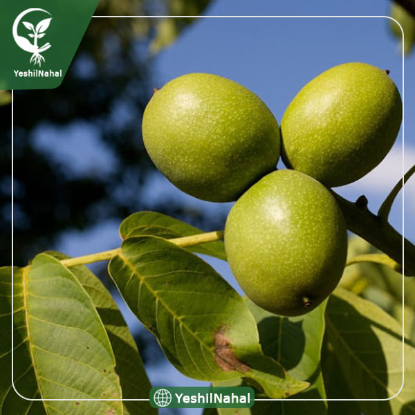 نهال گردوی دماوند