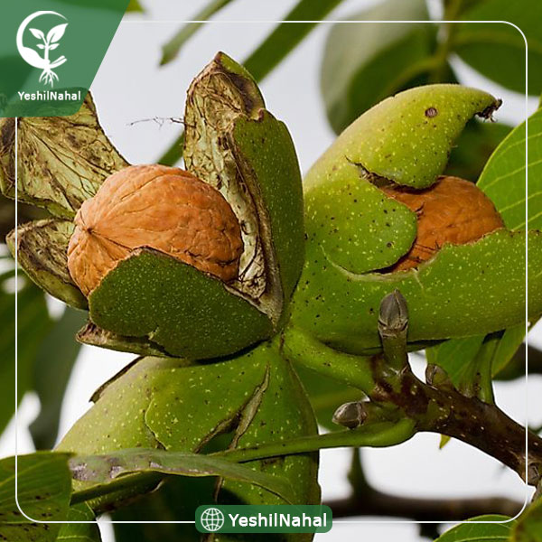 نهال گردوی شیلی