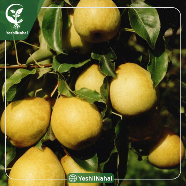 نهال گلابی اسپادانا