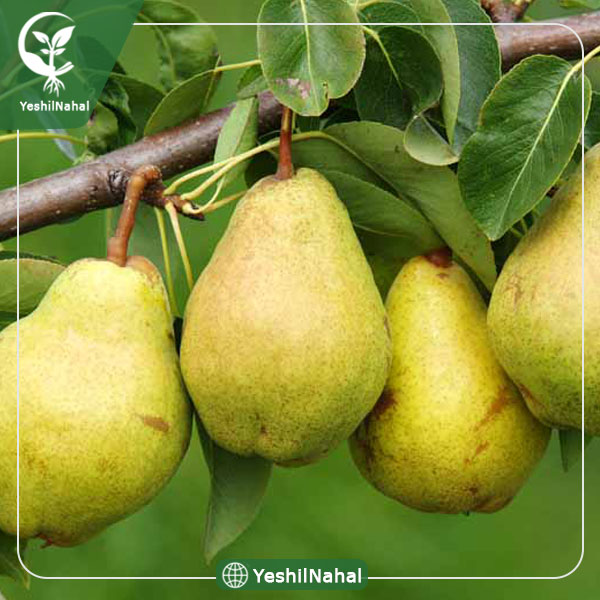 نهال گلابی درگزی