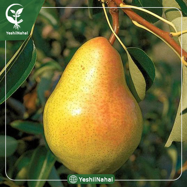 نهال گلابی پرتقالی