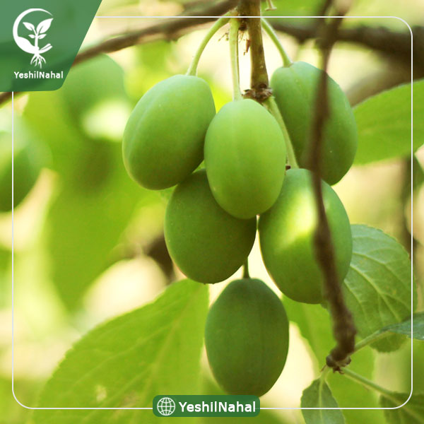 نهال گوجه سبز سردرودی