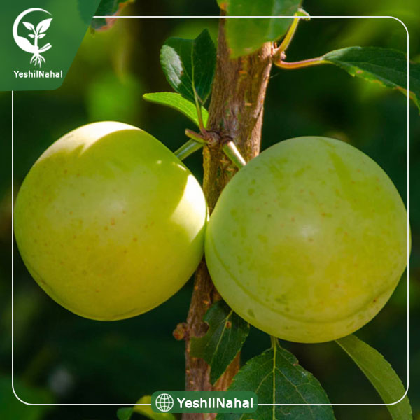 نهال گوجه سبز شهریار