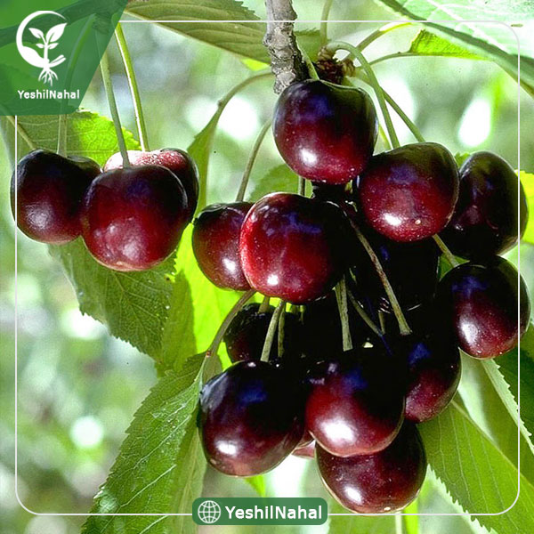 نهال گیلاس تکدانه مشهد