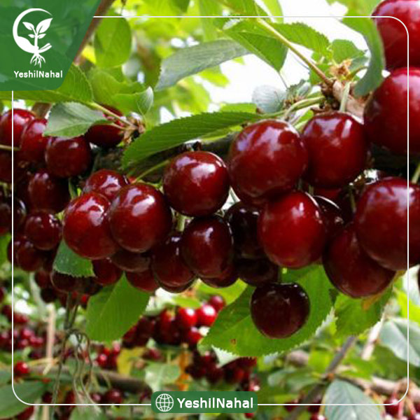 نهال گیلاس رژینا