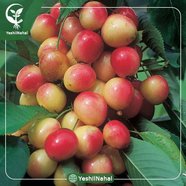 نهال گیلاس صورتی لواسان