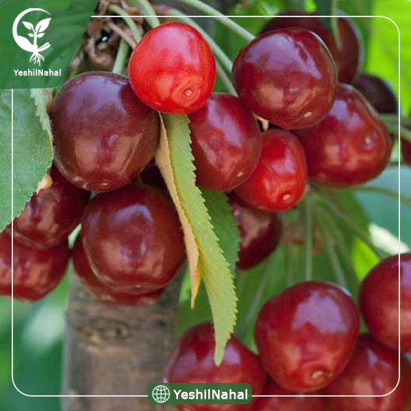 نهال گیلاس با پایه گزیلا